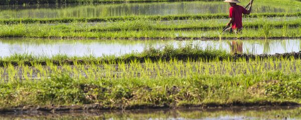 Nông dân trên ruộng lúa, Việt Nam Nông dân trên ruộng lúa, Việt Nam - Sputnik Việt Nam