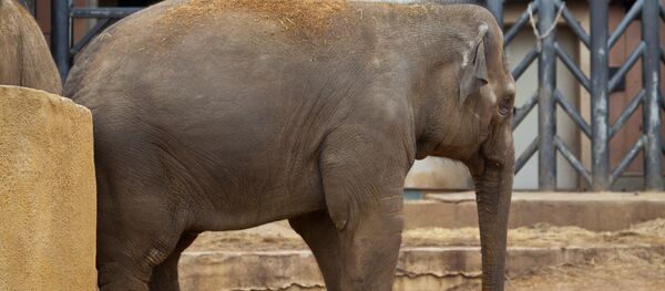 Voi Việt Nam ở vườn thú Moskva - Sputnik Việt Nam