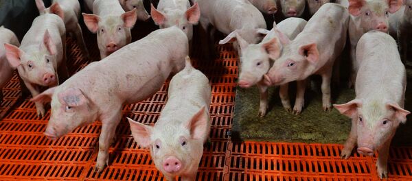 doanh nghiệp chăn nuôi doanh nghiệp chăn nuôi - Sputnik Việt Nam