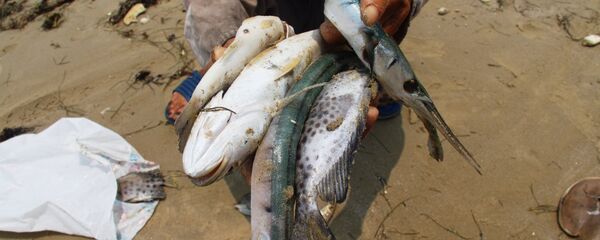 Sự cố công nghiệp là nguyên nhân khiến cá chết hàng loạt ở Việt Nam Sự cố công nghiệp là nguyên nhân khiến cá chết hàng loạt ở Việt Nam - Sputnik Việt Nam