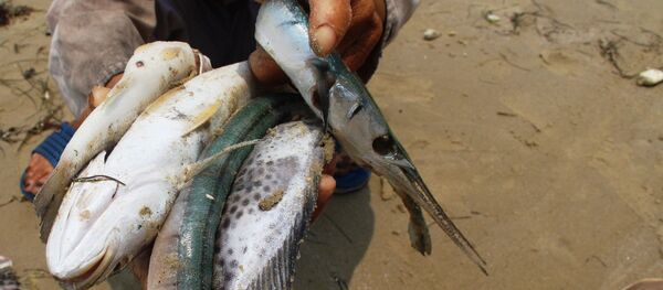 Sự cố công nghiệp là nguyên nhân khiến cá chết hàng loạt ở Việt Nam Sự cố công nghiệp là nguyên nhân khiến cá chết hàng loạt ở Việt Nam - Sputnik Việt Nam