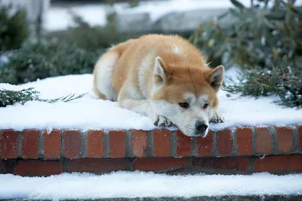 Cảnh trong phim Hachiko: Người bạn trung thành nhất (2009) Cảnh trong phim Hachiko: Người bạn trung thành nhất (2009) - Sputnik Việt Nam