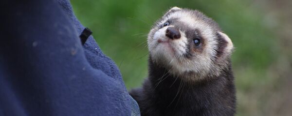 Con chồn - Sputnik Việt Nam