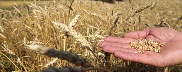 lúa mì lúa mì - Sputnik Việt Nam