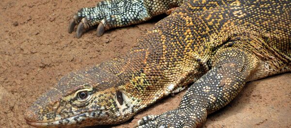 rồng Komodo - Sputnik Việt Nam