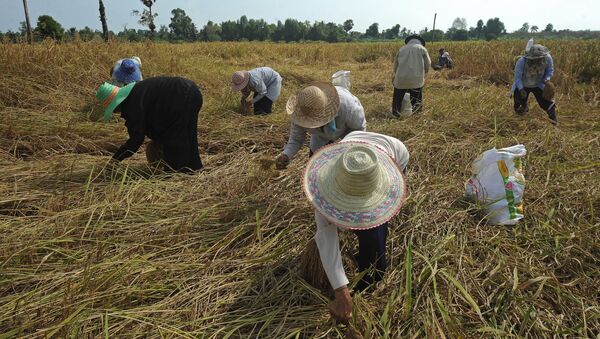 Nông dân Thái Lan - Sputnik Việt Nam