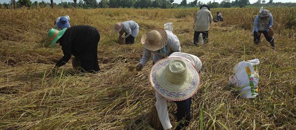 Nông dân Thái Lan - Sputnik Việt Nam