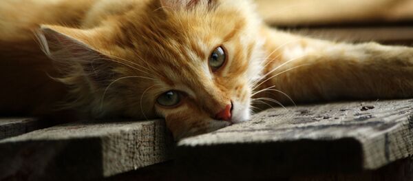 Con mèo  - Sputnik Việt Nam