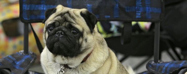 Con chó Con chó - Sputnik Việt Nam