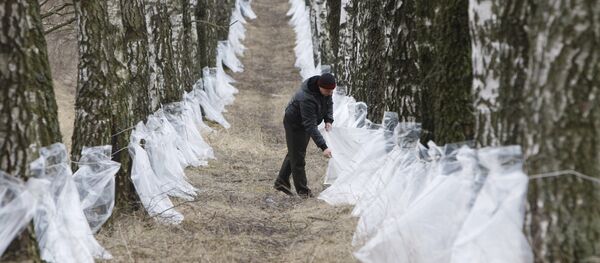 mật bạch dương, Belarus - Sputnik Việt Nam