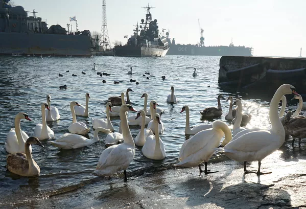 Bầy thiên nga trú đông trong bến cảng quân sự thành phố Baltiysk ở khu vực Kaliningrad Bầy thiên nga trú đông trong bến cảng quân sự thành phố Baltiysk ở khu vực Kaliningrad - Sputnik Việt Nam