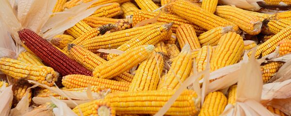 Ngô - Sputnik Việt Nam