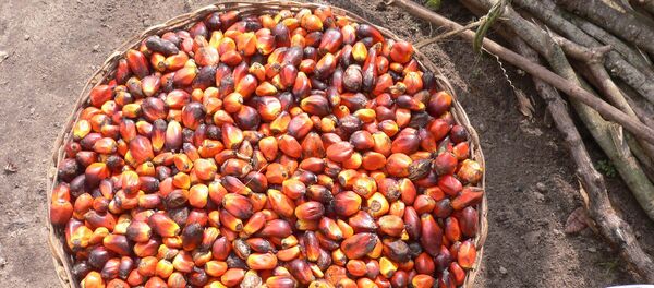 dầu cọ - Sputnik Việt Nam