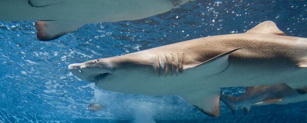 Cá mập báo Cá mập báo - Sputnik Việt Nam