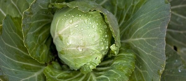 bắp cải - Sputnik Việt Nam