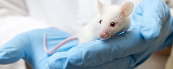 Con chuột Con chuột - Sputnik Việt Nam