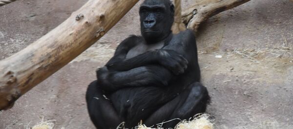 Сon khỉ đột Сon khỉ đột - Sputnik Việt Nam