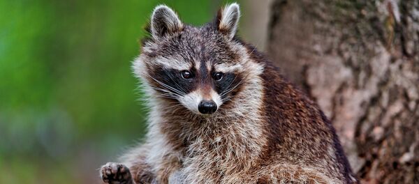 Con gấu trúc - Sputnik Việt Nam