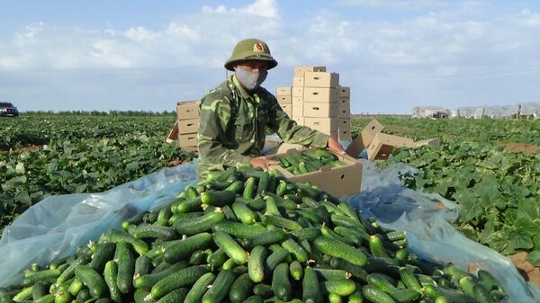 Người Việt tham gia sản xuất nông nghiệp ở Volgograd - Sputnik Việt Nam