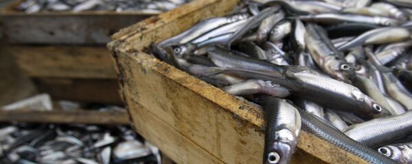 Việc nuôi cá ở vùng Leningrad - Sputnik Việt Nam