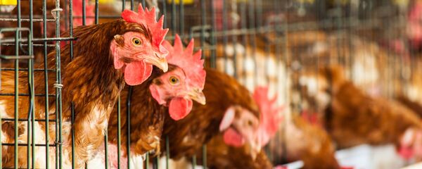 Con gà - Sputnik Việt Nam