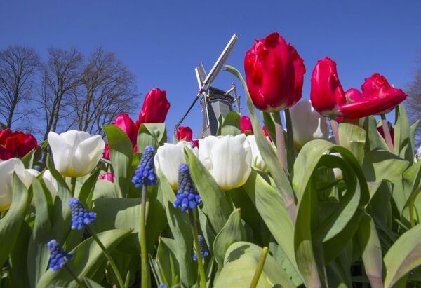 Hoa tulip trong công viên Keukenhof ở Hà Lan - Sputnik Việt Nam