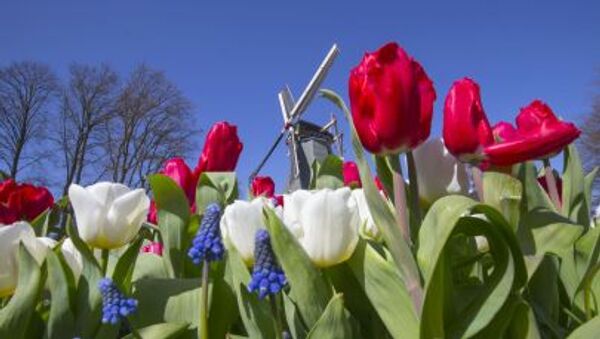 Hoa tulip trong công viên Keukenhof ở Hà Lan - Sputnik Việt Nam