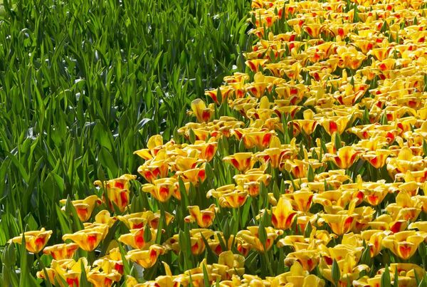 Hoa tulip trong công viên Keukenhof ở Hà Lan - Sputnik Việt Nam