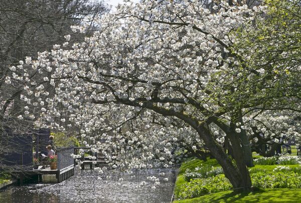 Công viên Keukenhof ở Hà Lan - Sputnik Việt Nam