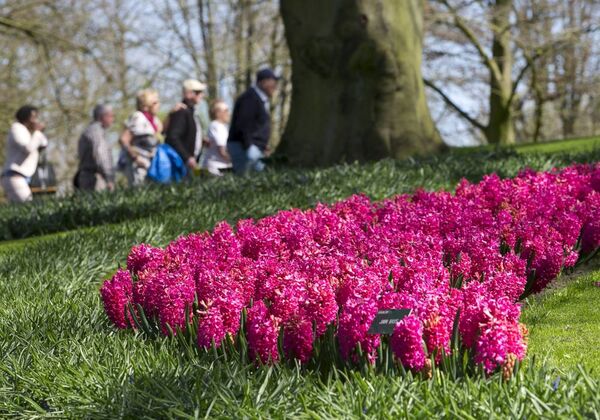 Du khách trong công viên Keukenhof ở Hà Lan - Sputnik Việt Nam