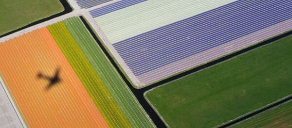 Cánh đồng hoa ở Hà Lan - Sputnik Việt Nam