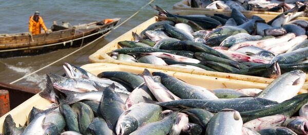 Mùa đánh cá hồi ở Sakhalin - Sputnik Việt Nam