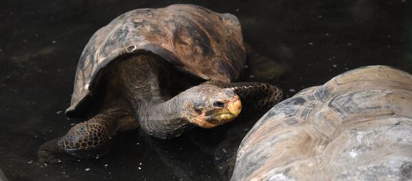 Con rùa - Sputnik Việt Nam