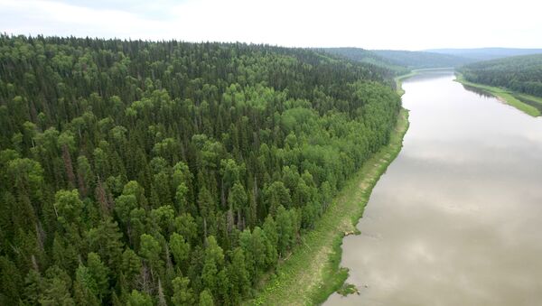 Rừng taiga ở vùng Siberia - Sputnik Việt Nam