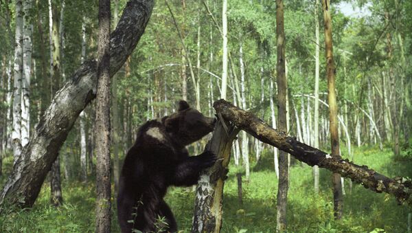 Con gấu trong rừng taiga - Sputnik Việt Nam