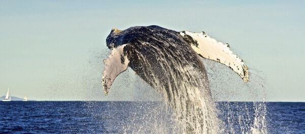 Сá voi - Sputnik Việt Nam