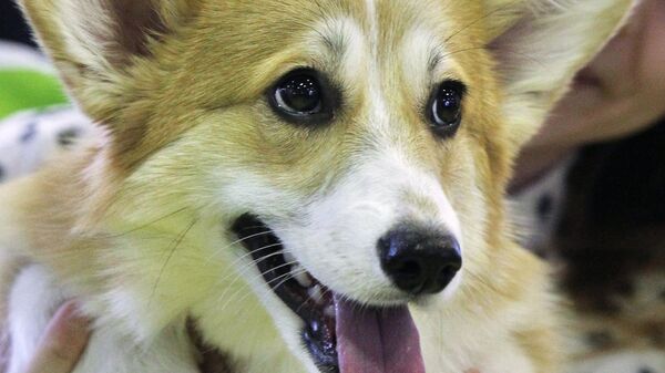 Con chó nhỏ nòi Welsh Corgi - Sputnik Việt Nam