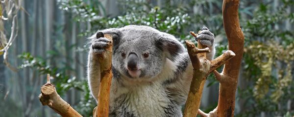 Gấu túi  - Sputnik Việt Nam