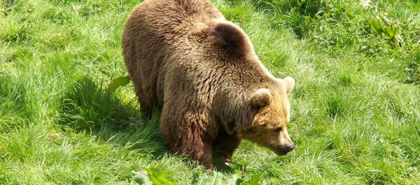 Con gấu - Sputnik Việt Nam