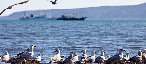 Kuril - Sputnik Việt Nam