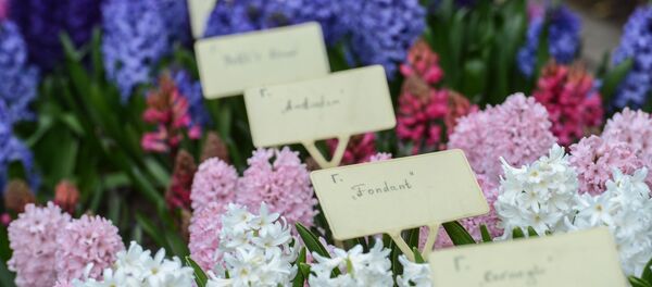 Vườn Bách thảo Đại học quốc gia Matxcơva MGU Aptecarskyi ogorod (Vườn cây thuốc) Vườn Bách thảo Đại học quốc gia Matxcơva MGU Aptecarskyi ogorod (Vườn cây thuốc) - Sputnik Việt Nam