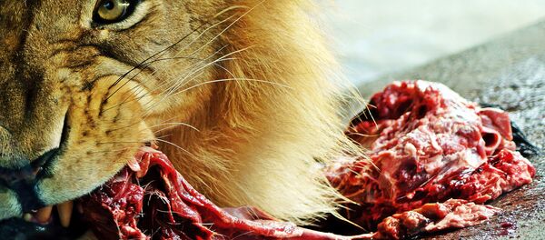 Sư tử - Sputnik Việt Nam