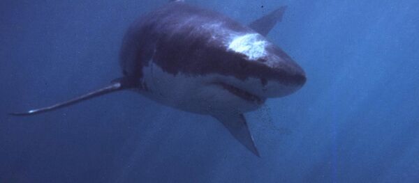 Cá mập trắng khổng lồ - Sputnik Việt Nam
