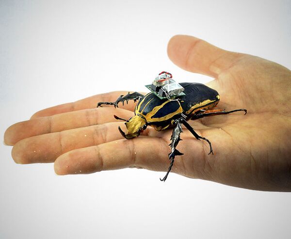 Ba lô điện toán đặc biệt dành cho những con bọ cánh cứng - Sputnik Việt Nam