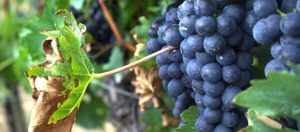 Nho Nho - Sputnik Việt Nam