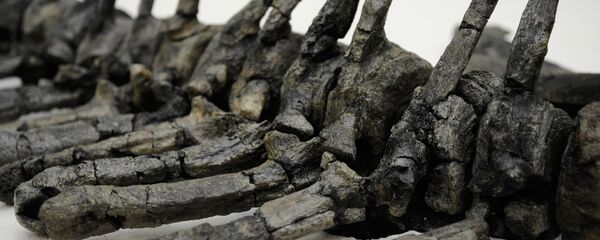 bộ xương khủng long - Sputnik Việt Nam