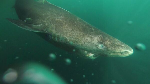 Cá mập Greenland (Somniosus microcephalus) - Sputnik Việt Nam