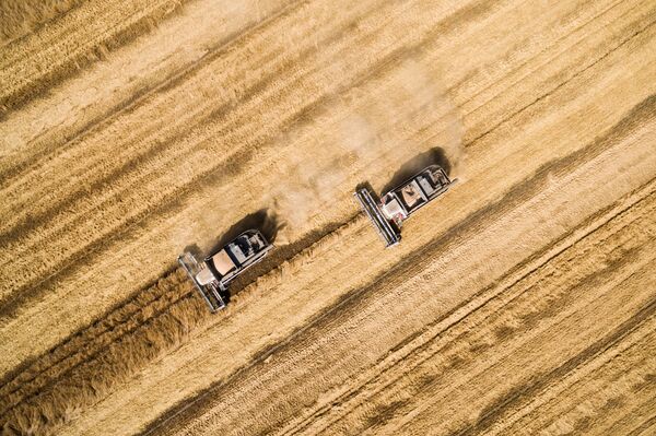 Ngũ cốc Ngũ cốc - Sputnik Việt Nam