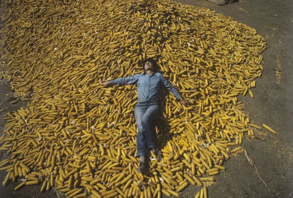 Nước Cộng hòa Gruzia thời Liên Xô. Ông Lali Otiashvili – kỹ sư trưởng của nông trang  Công xã Paris huyện Sighnaghi, đại biểu Xô viết tối cao của Gruzia (Liên Xô). Phút nghỉ ngơi trong mùa thu hoạch. - Sputnik Việt Nam