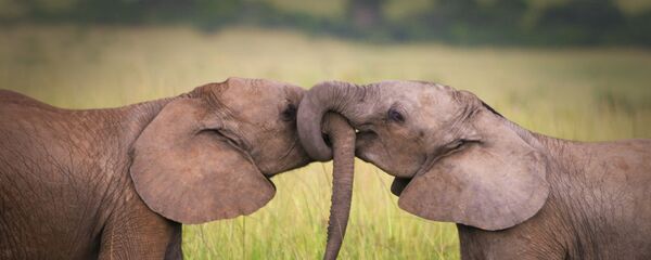 Voi Voi - Sputnik Việt Nam